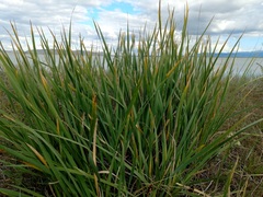 Iris lactea biglumis