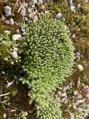 Racomitrium canescens
