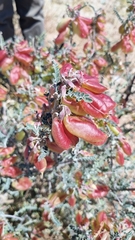 Lessertia frutescens