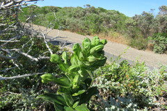 Bonatea speciosa