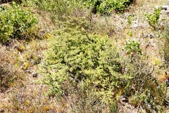 Asparagus rubicundus