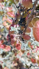 Lessertia frutescens