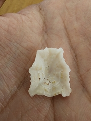 Hemitoma octoradiata