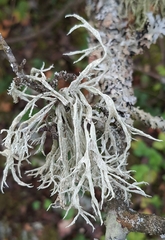 Ramalina fraxinea