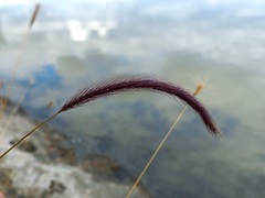 Hordeum brevisubulatum