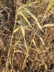 Phragmites australis