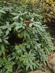 Rhododendron maximum