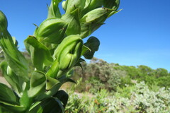 Bonatea speciosa