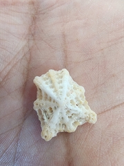 Hemitoma octoradiata