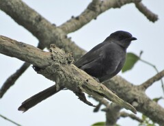 Melaenornis pammelaina ater