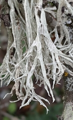 Ramalina fraxinea