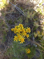 Senecio burchellii