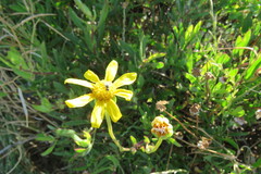 Othonna coronopifolia