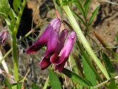 Vicia benghalensis image