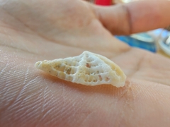 Hemitoma octoradiata