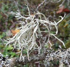 Ramalina fraxinea