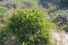 Othonna coronopifolia