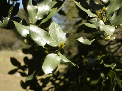 Citronella mucronata
