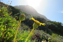 Othonna coronopifolia