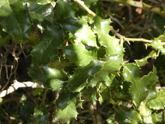 Citronella mucronata