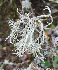 Ramalina fraxinea