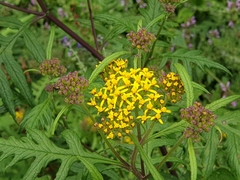 Jacobaea cannabifolia