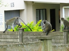 Chlorocebus pygerythrus pygerythrus