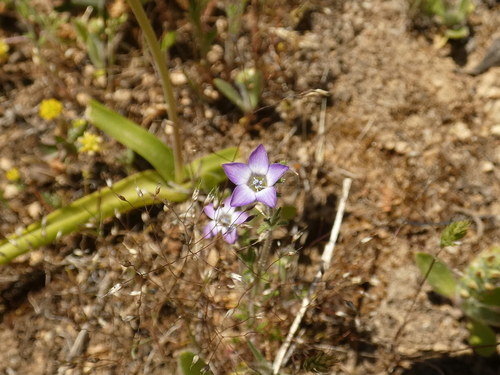 Gilia laciniata (Gilia laciniata)