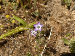 Gilia laciniata