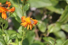 Pseudogynoxys chenopodioides