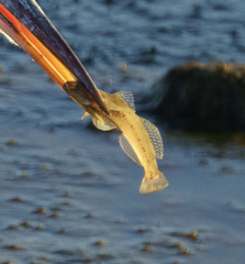Acanthogobius flavimanus