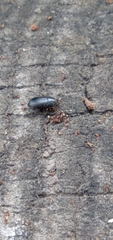 Blapstinus