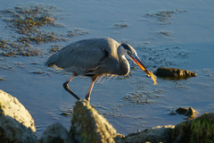 Acanthogobius flavimanus