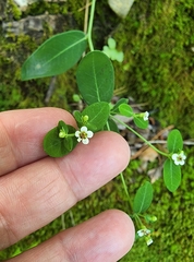 Euphorbia pubentissima