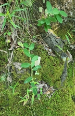 Euphorbia pubentissima