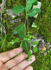Euphorbia pubentissima