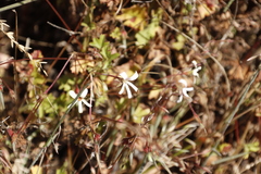 Pelargonium elongatum