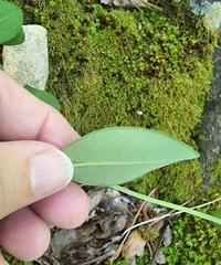 Euphorbia pubentissima