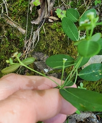 Euphorbia pubentissima