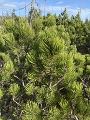 Pinus mugo