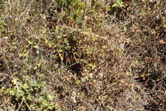 Pelargonium elongatum