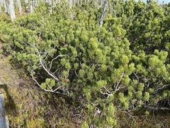 Pinus mugo