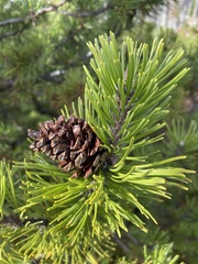 Pinus mugo