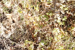 Pelargonium elongatum