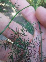 Asparagus
