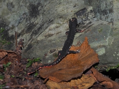 Salamandrina perspicillata