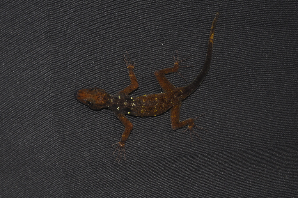 Curse Rock Gecko