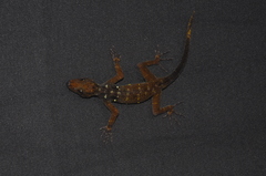 Cnemaspis leucura