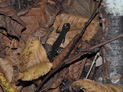 Salamandrina perspicillata