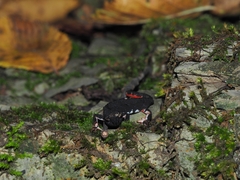 Salamandrina perspicillata